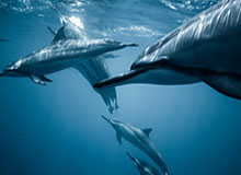 开云直播平台-赵继伟通过CBA体测今晚复出